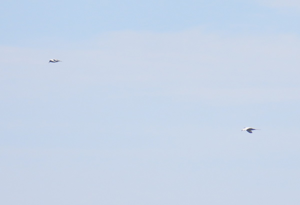 sterne sp. - ML652577676