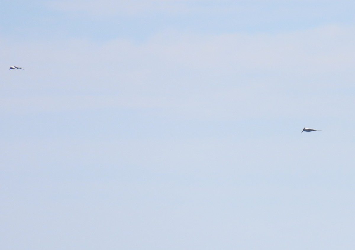 sterne sp. - ML652577683