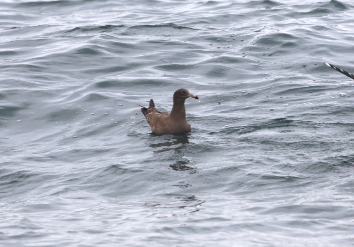 Goéland de Heermann - ML652577733