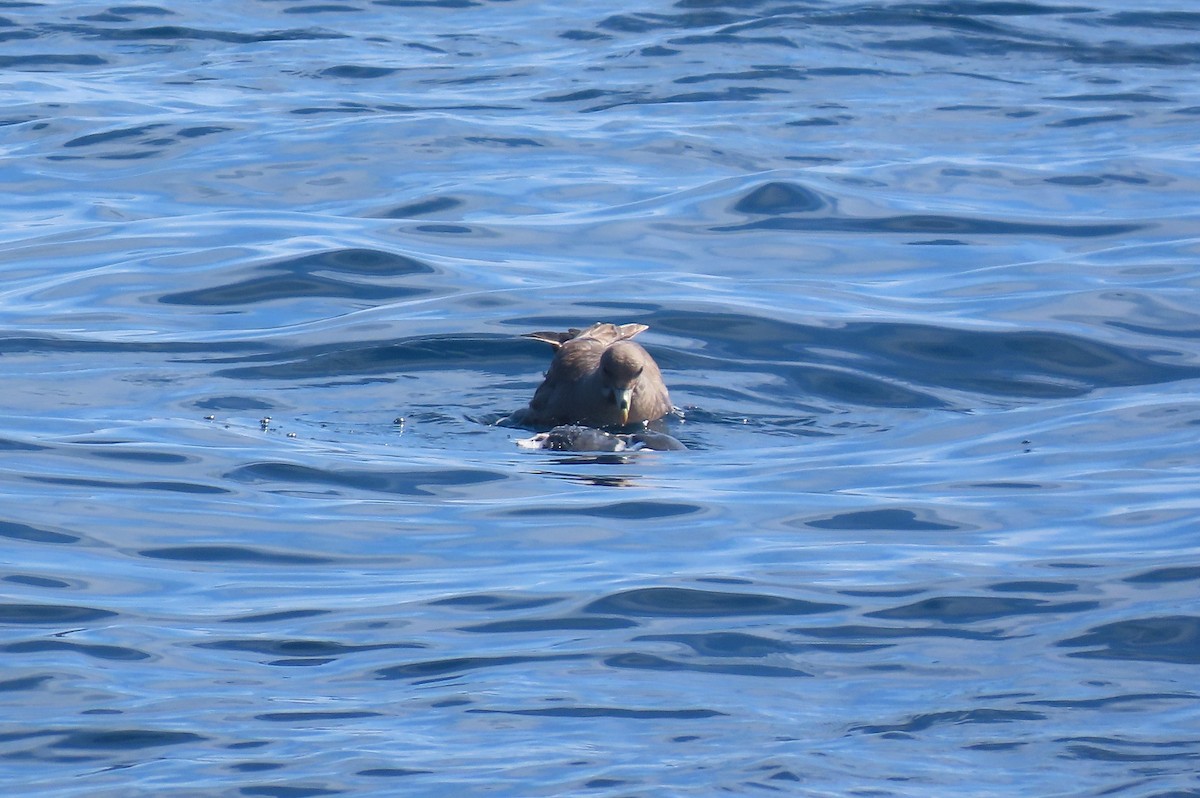 Fulmar boréal - ML652577752