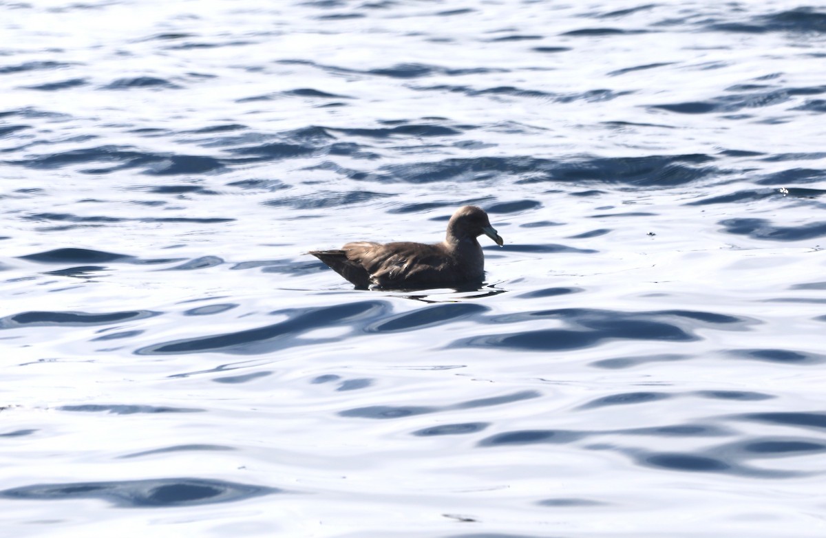 Fulmar boréal - ML652577754