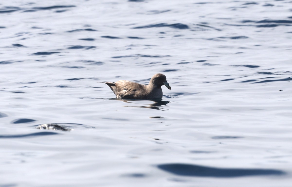 Fulmar boréal - ML652577755