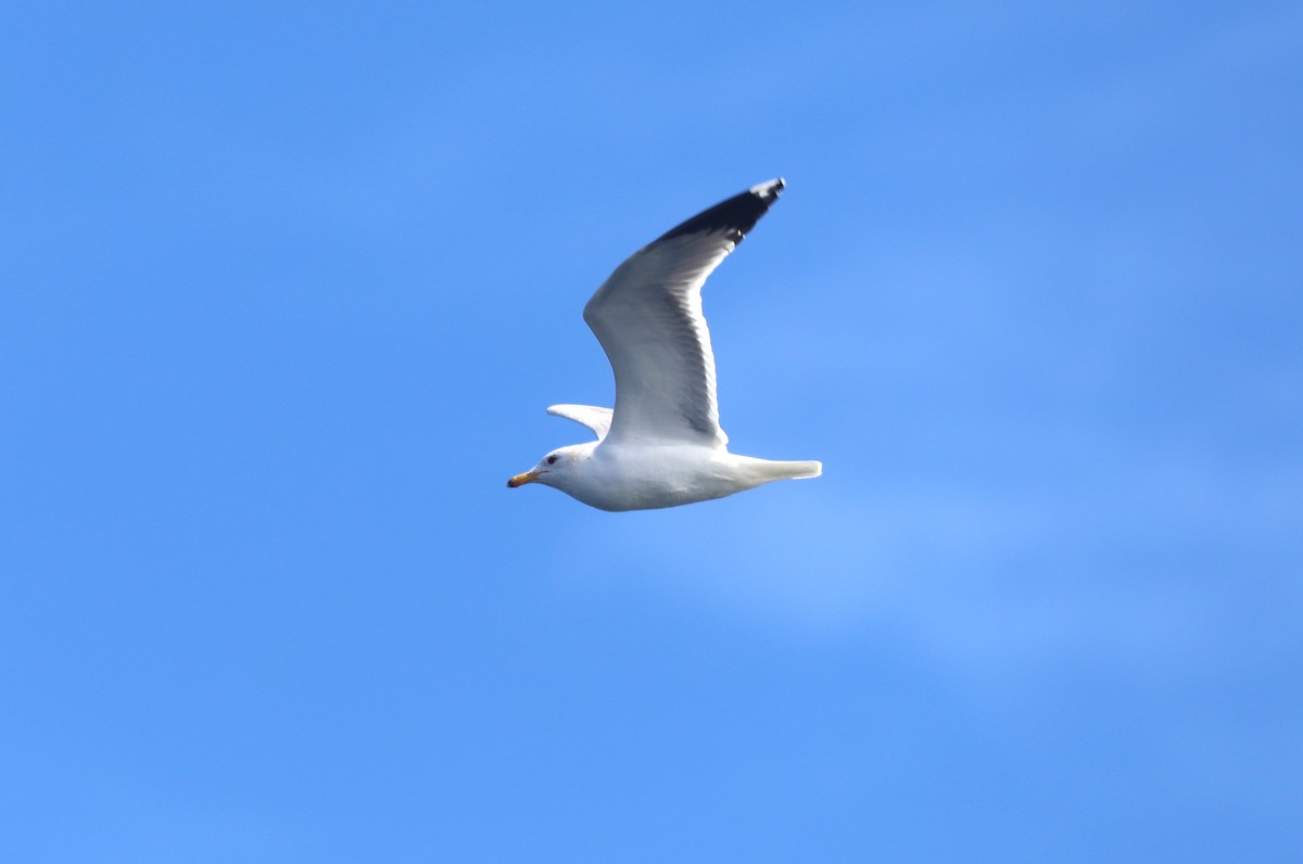 Goéland de Californie - ML652577768