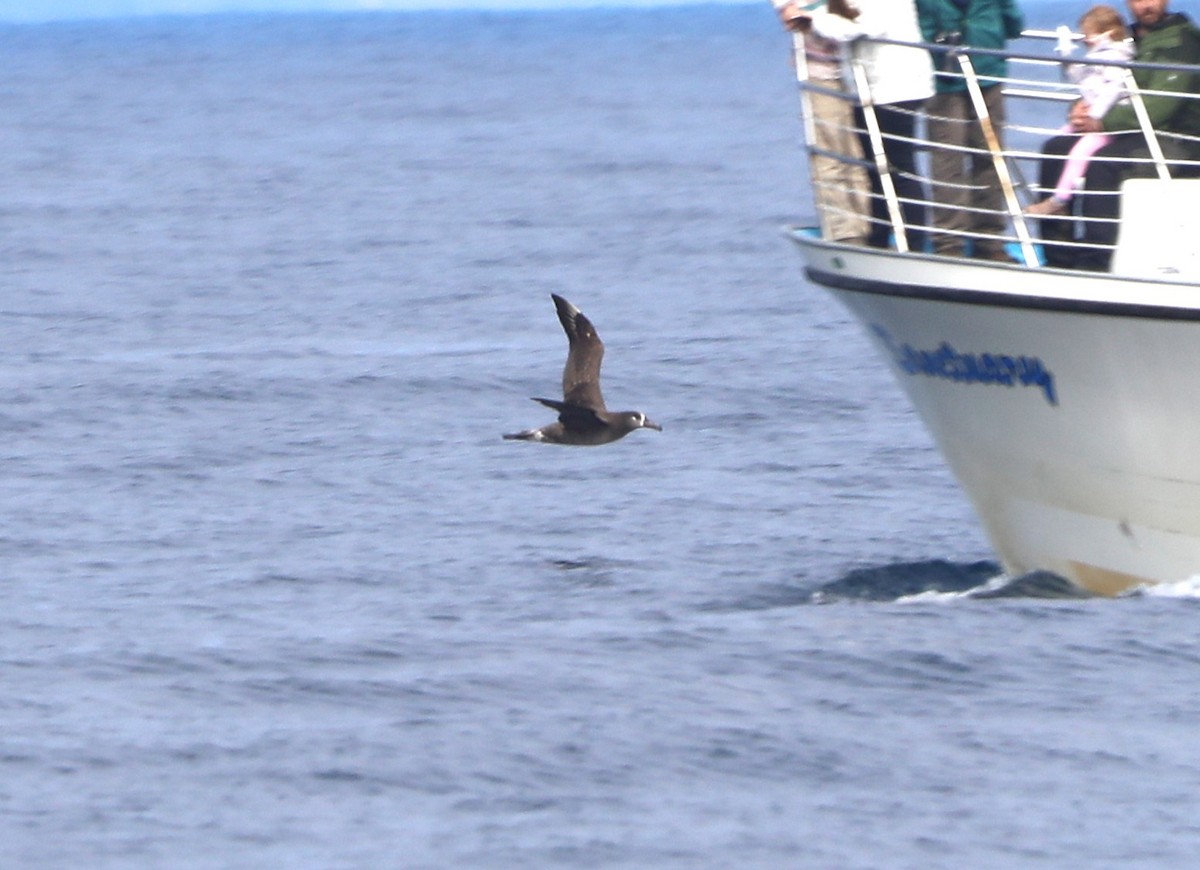 Albatros à pieds noirs - ML652577785