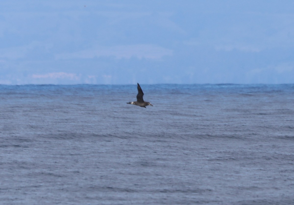 Albatros à pieds noirs - ML652577794