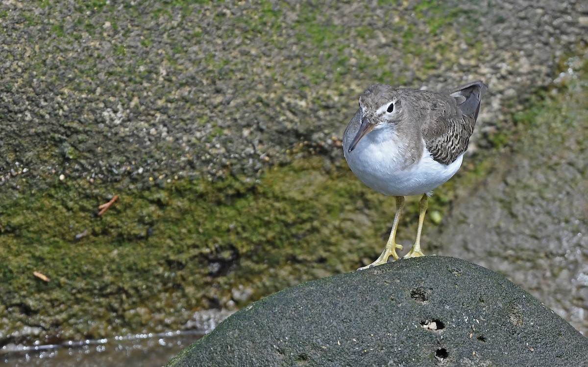 Пятнистый перевозчик - ML652577904