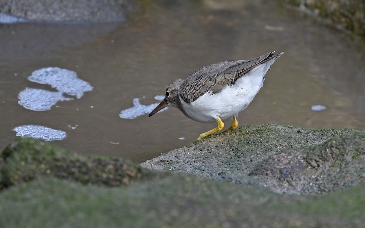 Пятнистый перевозчик - ML652577905