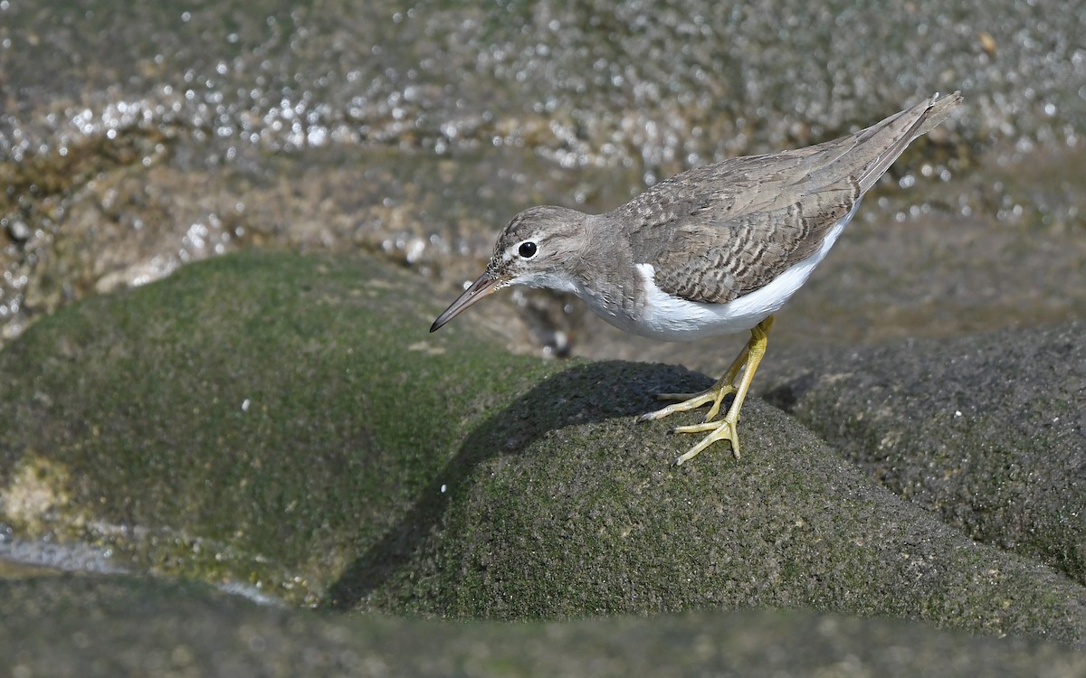 Пятнистый перевозчик - ML652577907