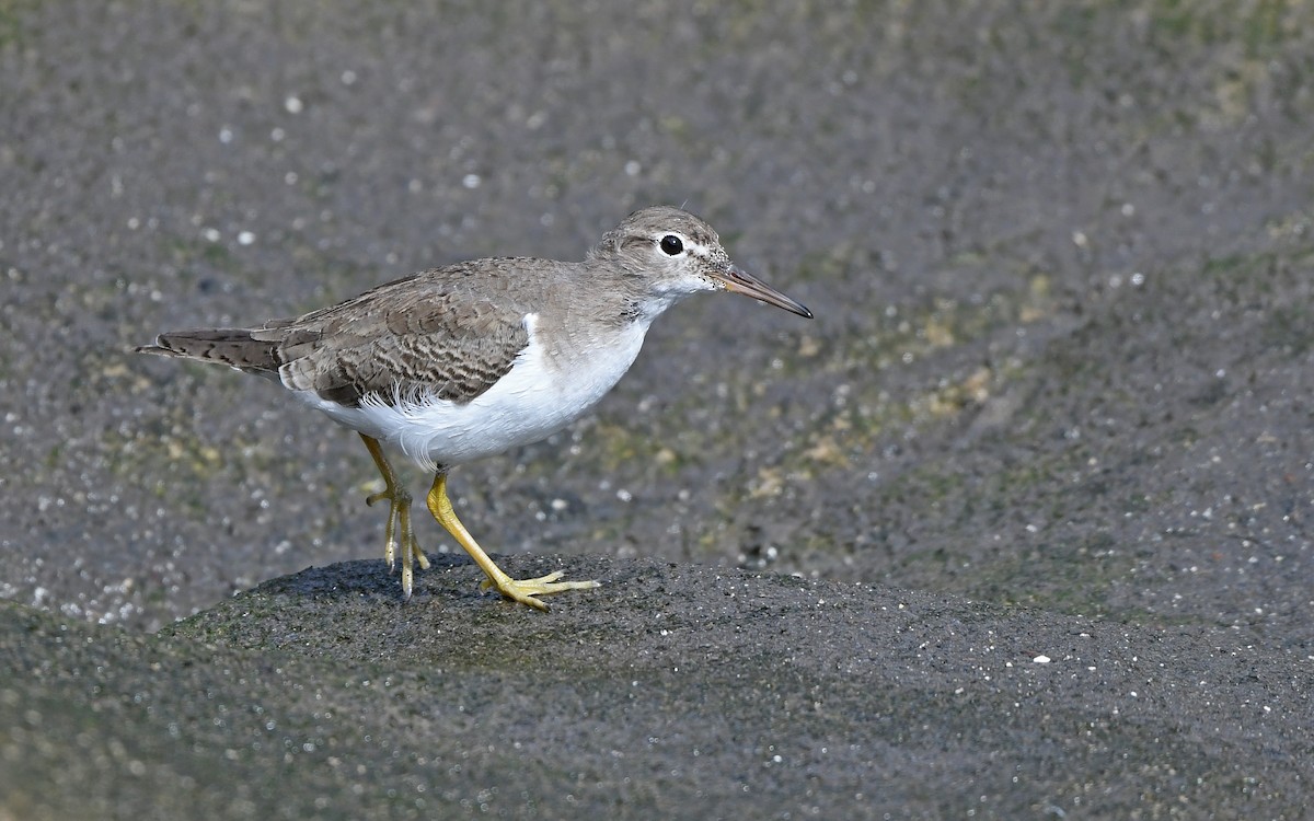 Пятнистый перевозчик - ML652577908