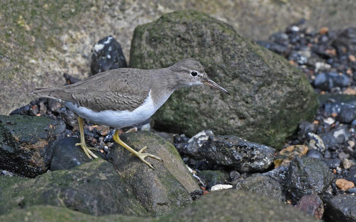 Пятнистый перевозчик - ML652577909