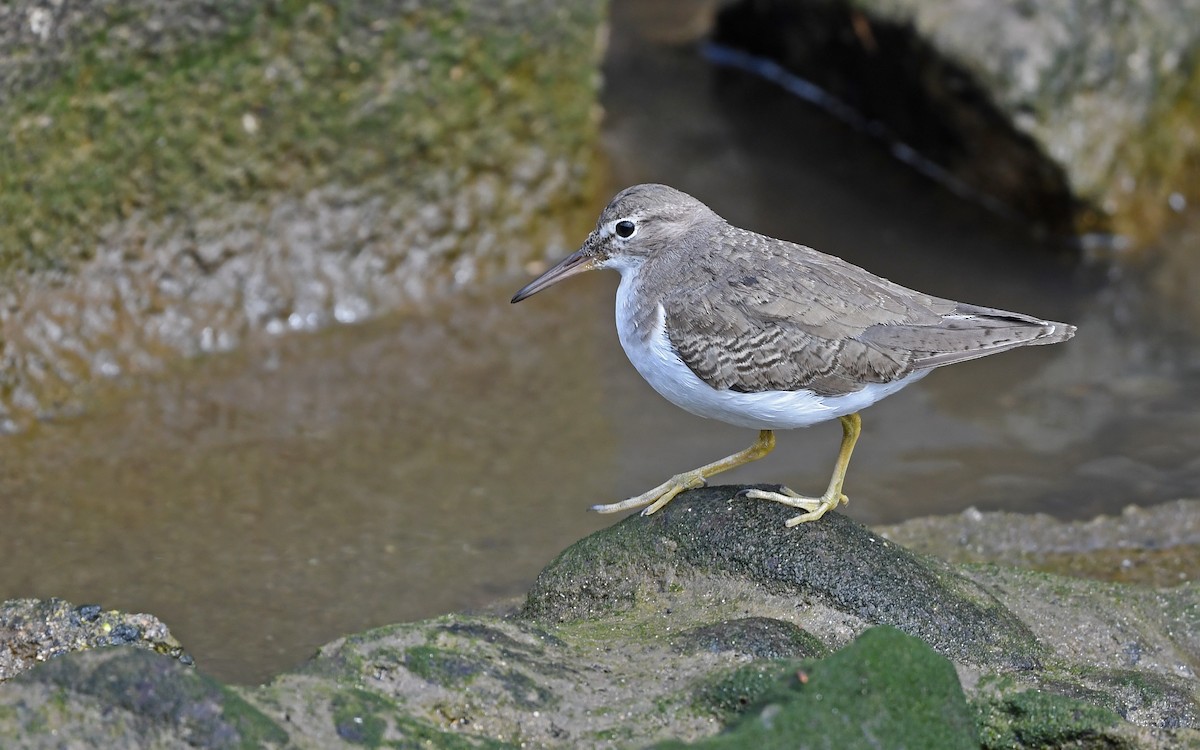 Пятнистый перевозчик - ML652577910
