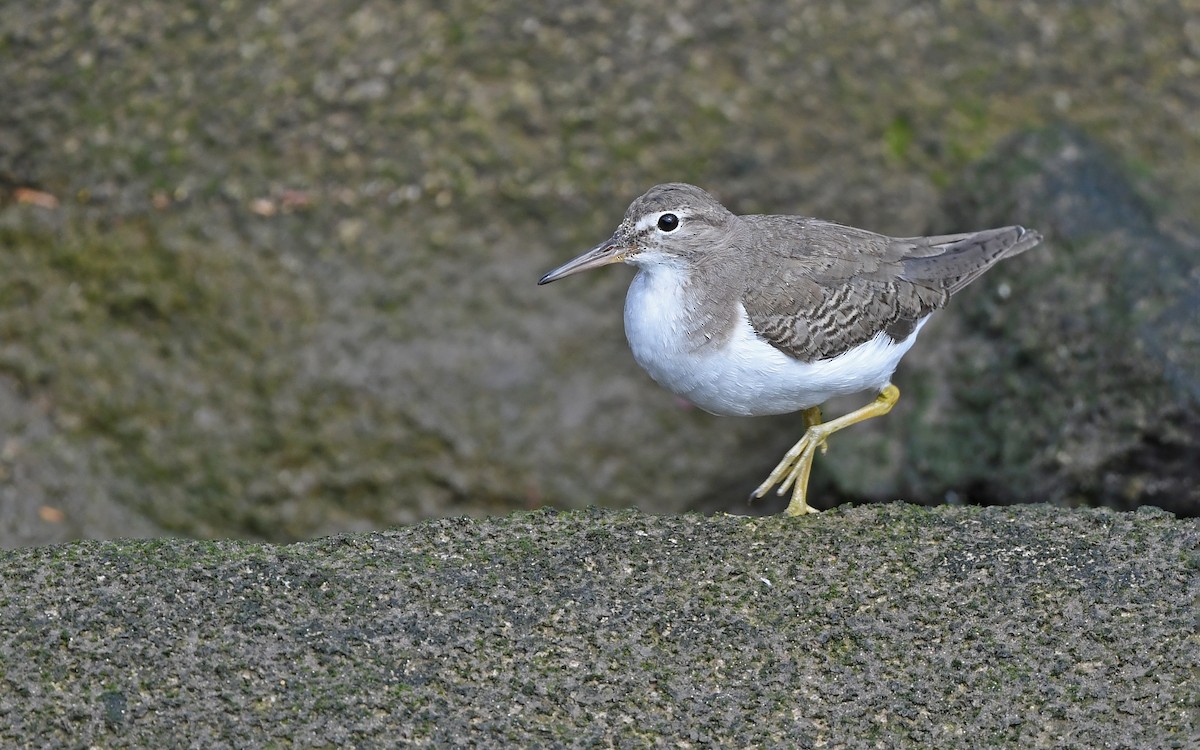 Пятнистый перевозчик - ML652577911