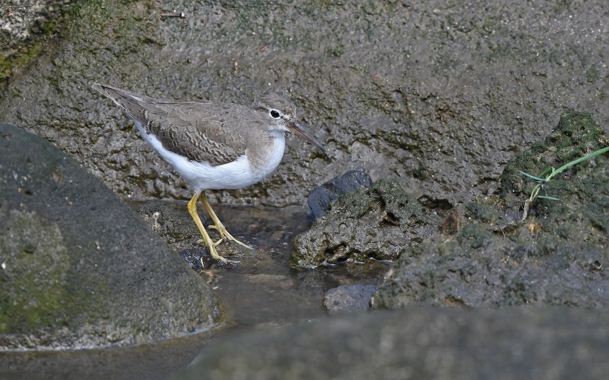 Пятнистый перевозчик - ML652577912