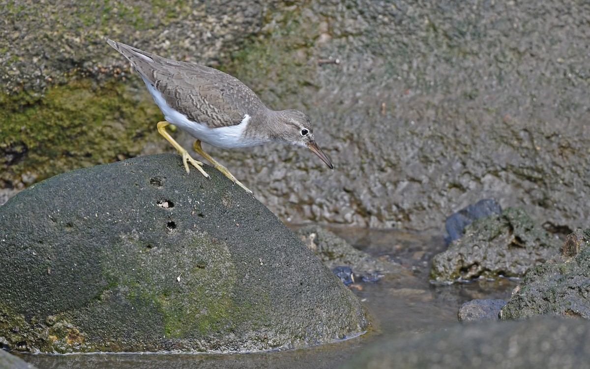 Пятнистый перевозчик - ML652577913