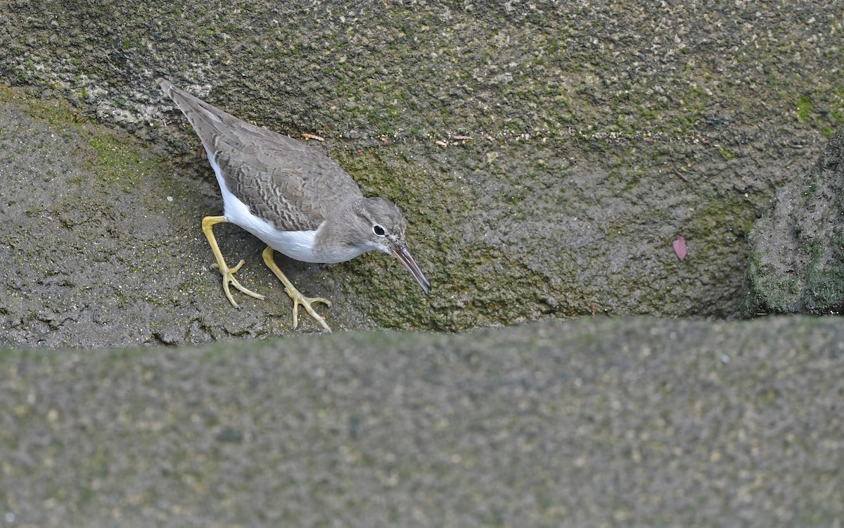 Пятнистый перевозчик - ML652577914