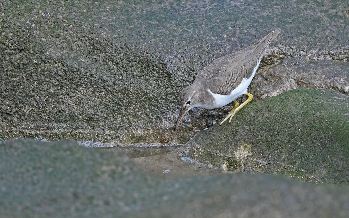 Пятнистый перевозчик - ML652577915