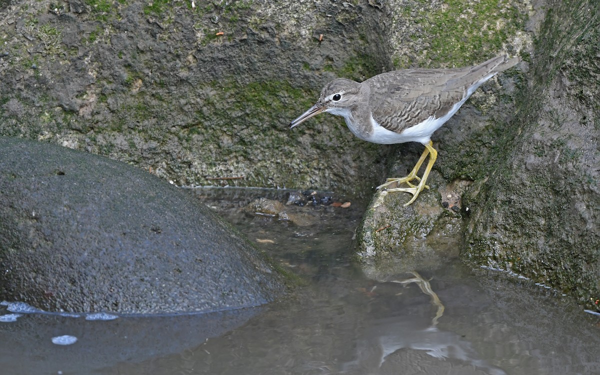 Пятнистый перевозчик - ML652577916