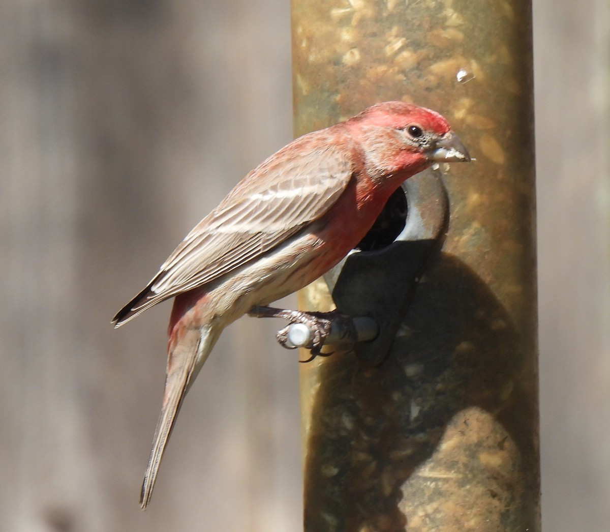 メキシコマシコ - ML652577948