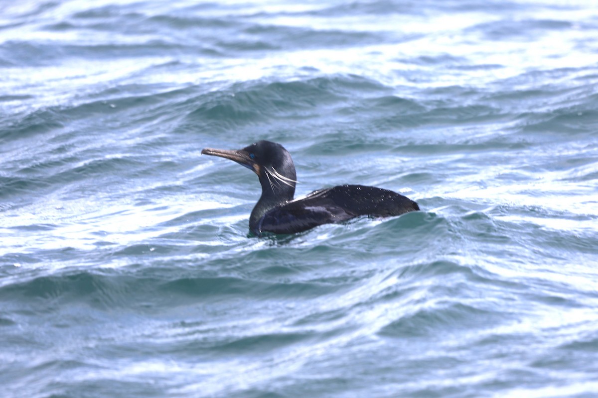 Cormoran de Brandt - ML652578160