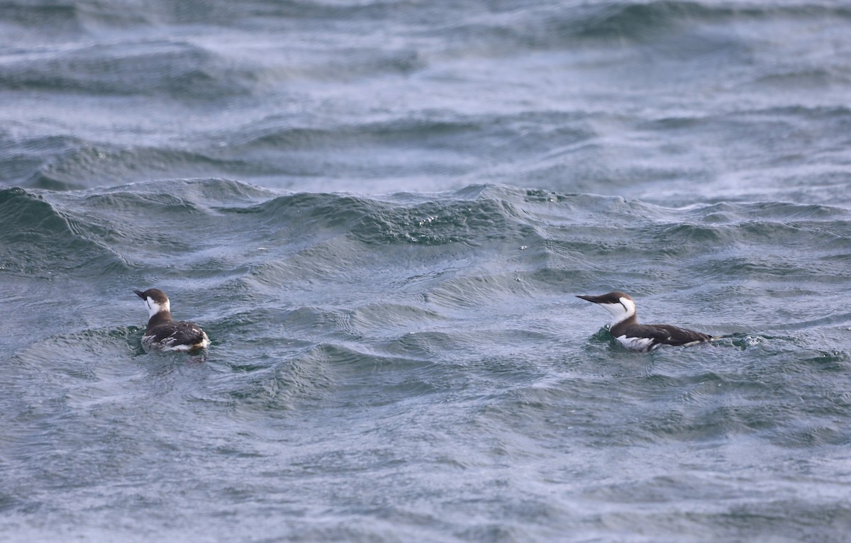 Guillemot marmette - ML652578179