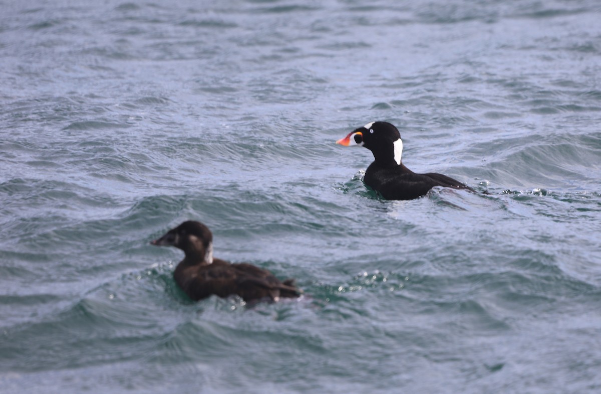 Macreuse à front blanc - ML652578186