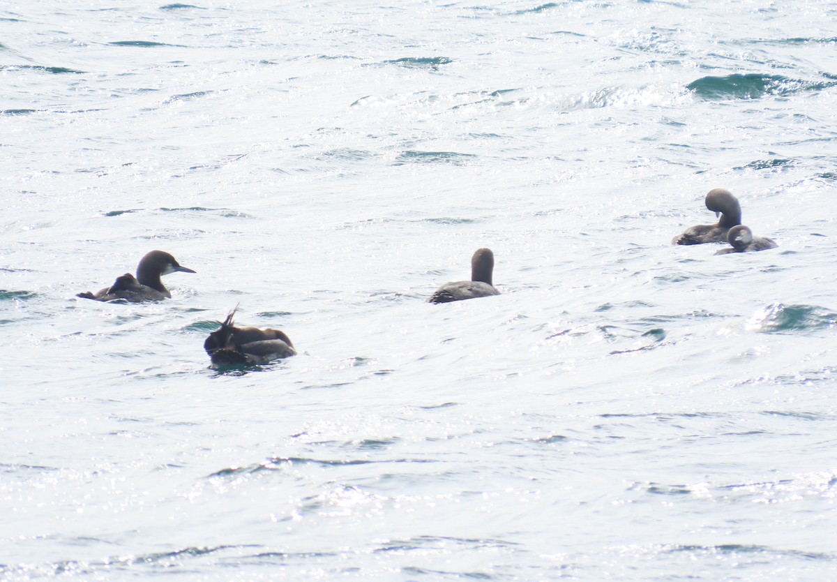 Plongeon du Pacifique - ML652578225