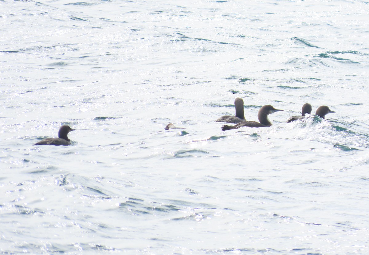 Plongeon du Pacifique - ML652578226