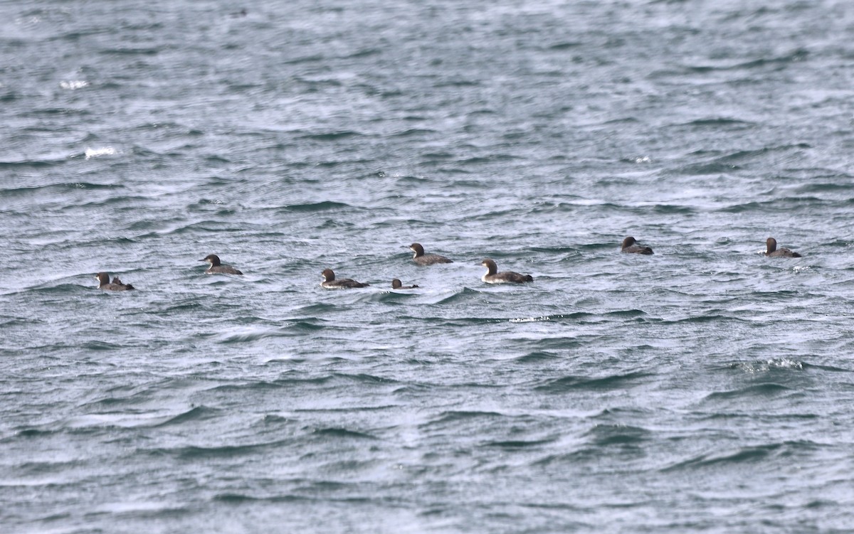 Plongeon du Pacifique - ML652578229