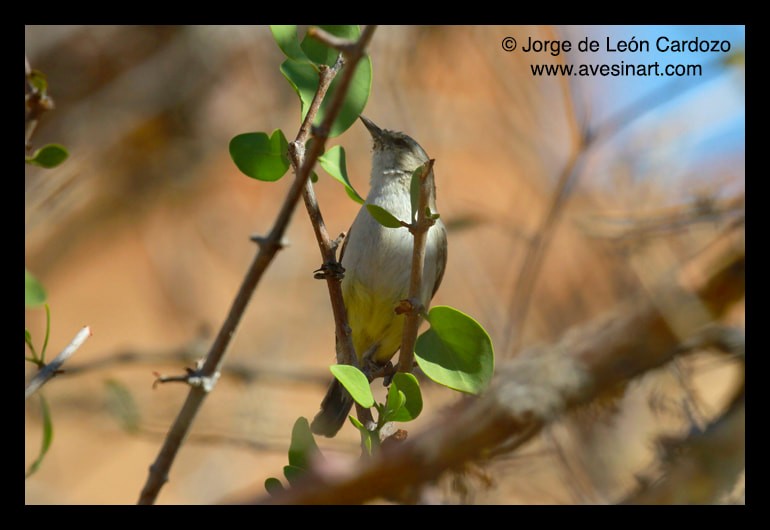 Yellow-bellied Eremomela - ML652578412