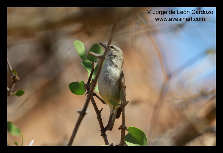 Yellow-bellied Eremomela - ML652578413
