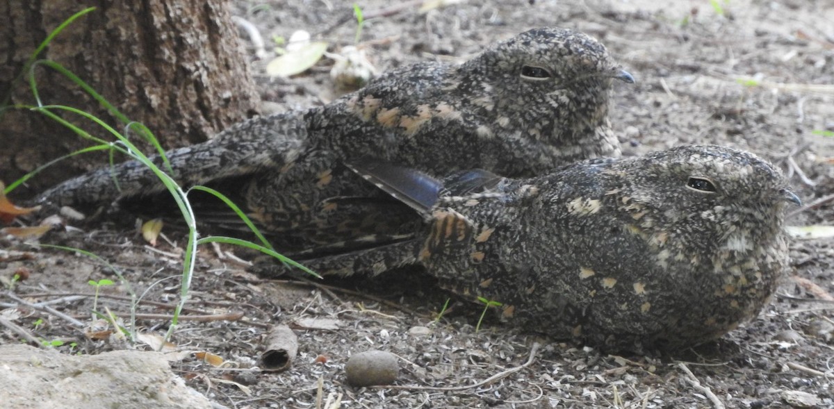 Дрімлюга плямистий - ML652578544