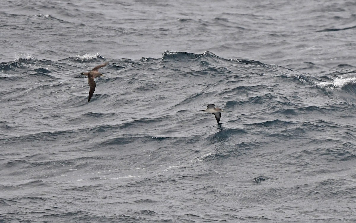 Cory's Shearwater - ML652578552
