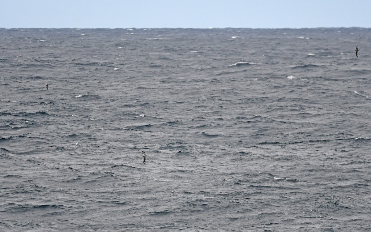 Cory's Shearwater - ML652578553