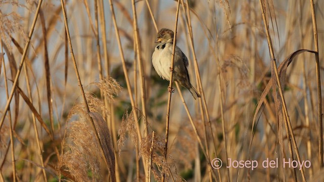 家麻雀 - ML652578588