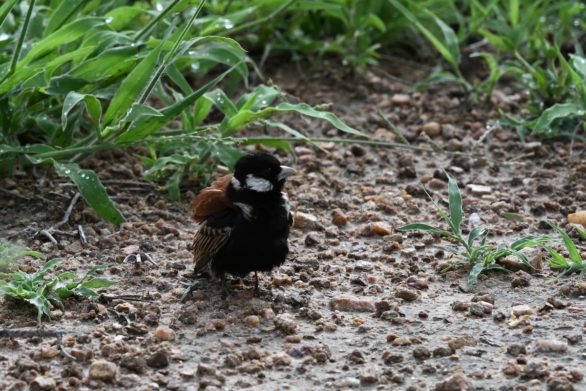 Chestnut-backed Sparrow-Lark - ML652578638