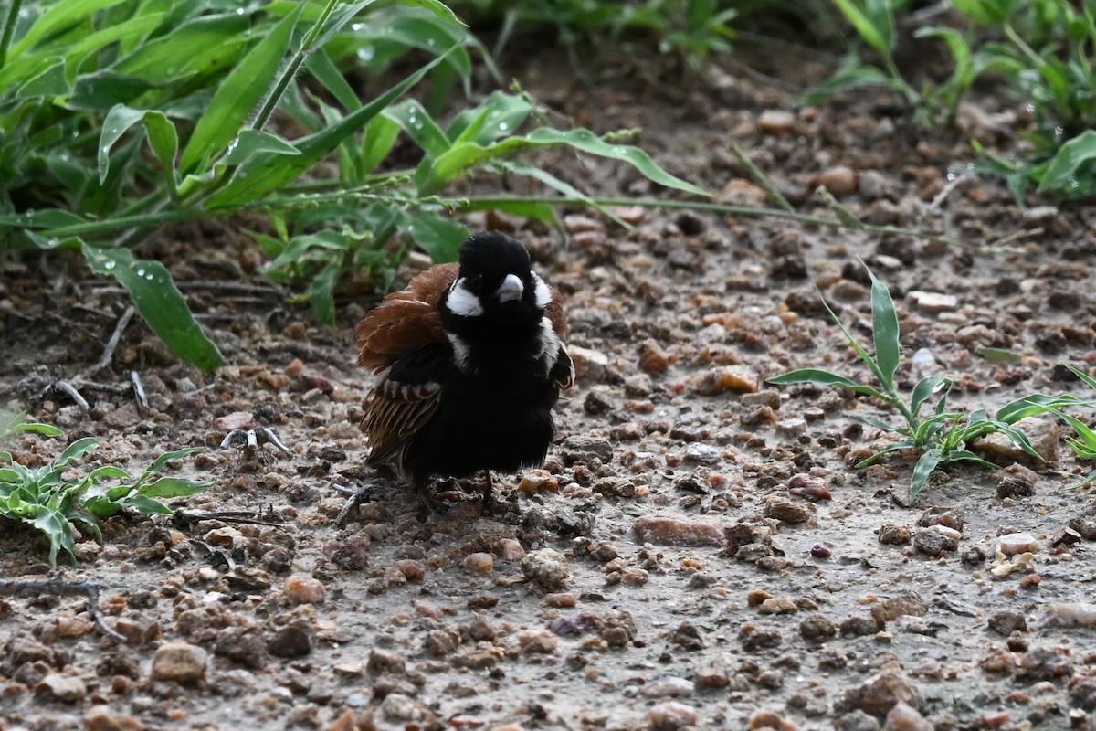 Chestnut-backed Sparrow-Lark - ML652578639