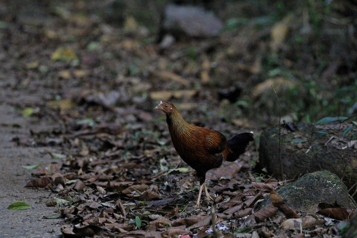 セイロンヤケイ - ML652578800