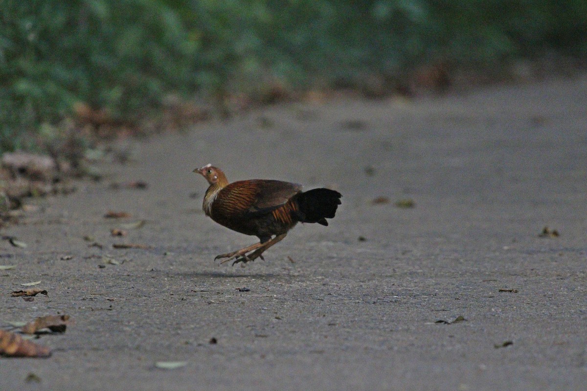 セイロンヤケイ - ML652578802