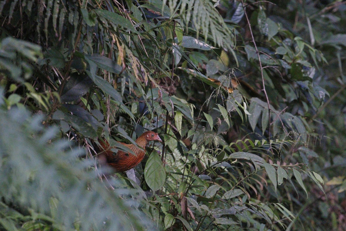 セイロンヤケイ - ML652578803