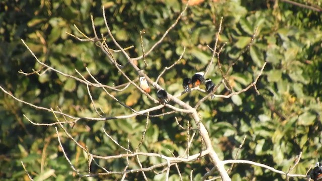 モモアカヒメハヤブサ - ML652578946