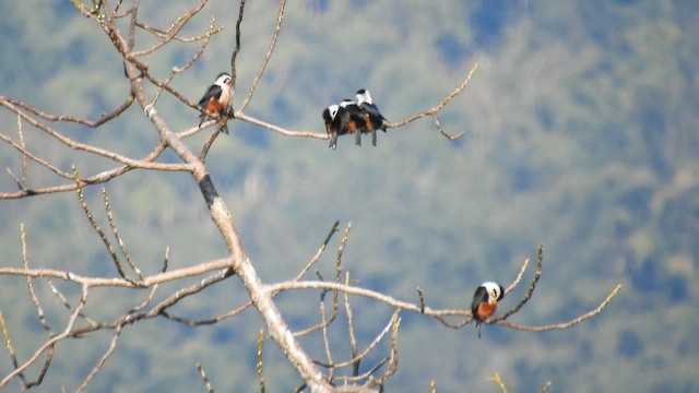 モモアカヒメハヤブサ - ML652578965