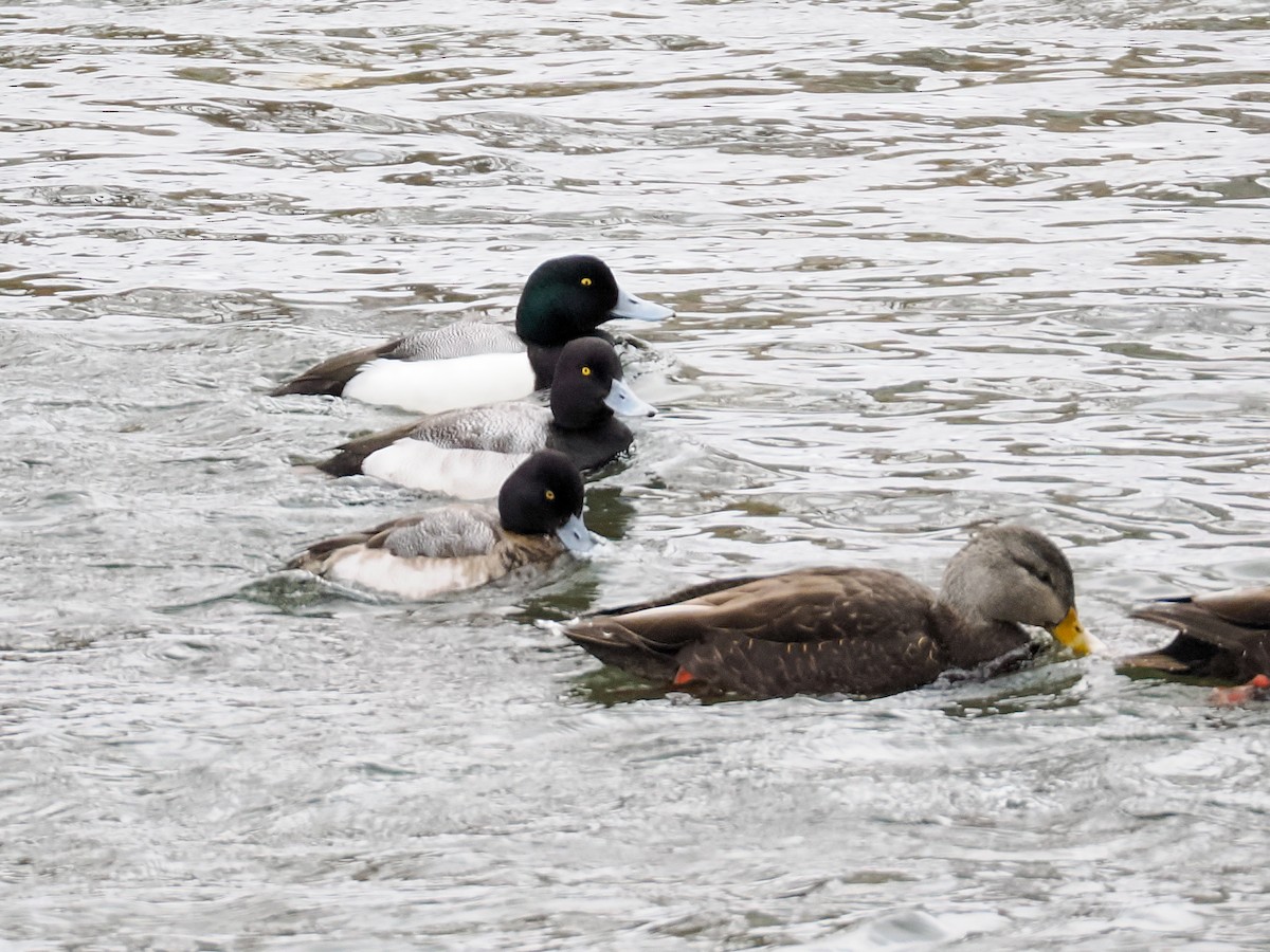 スズガモ - ML652578971