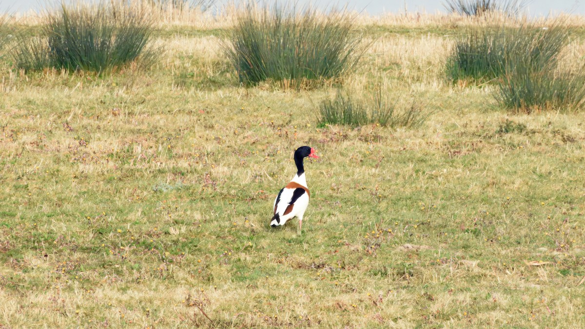 ツクシガモ - ML652578972