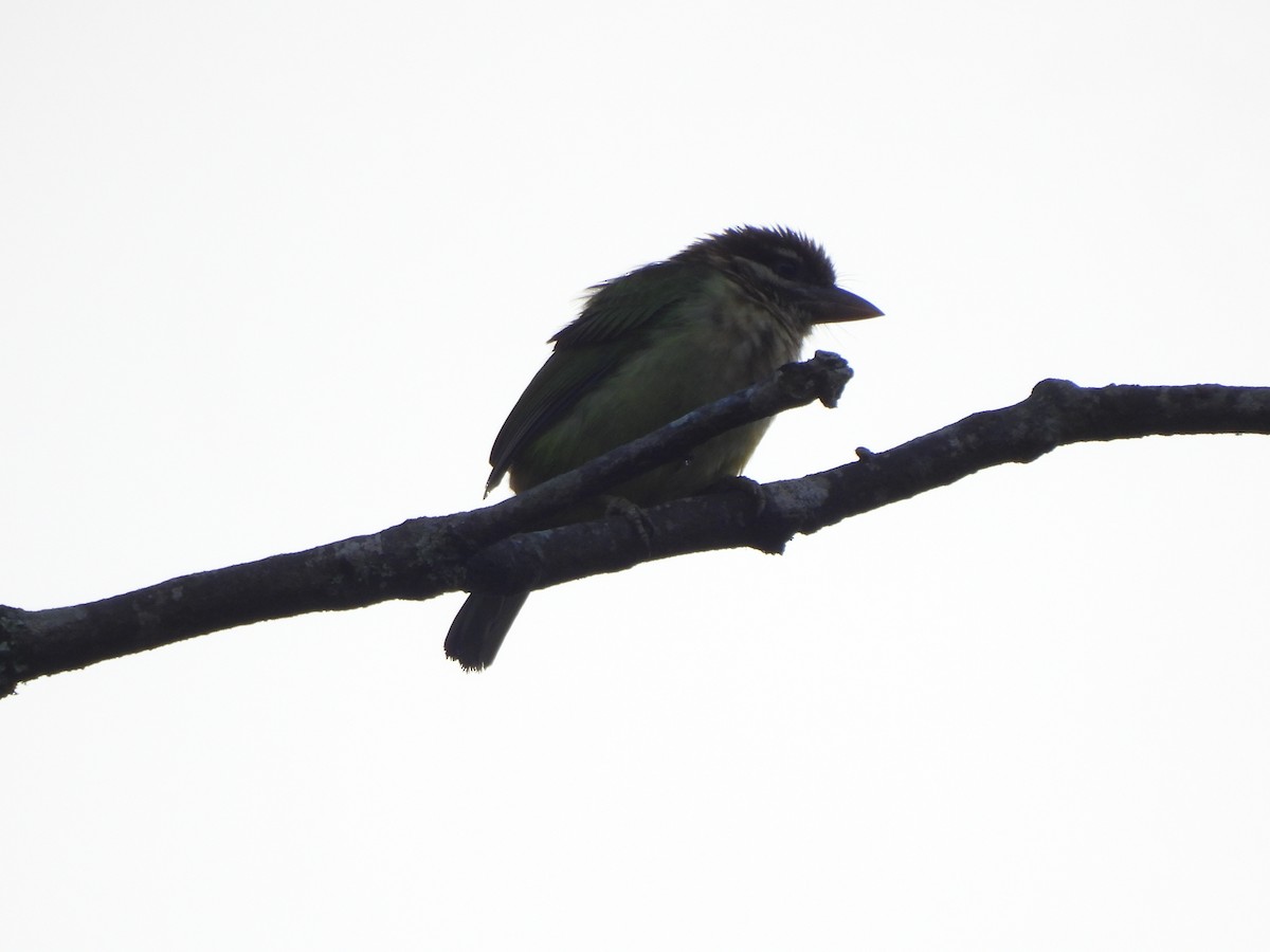 チャガシラゴシキドリ - ML652578973