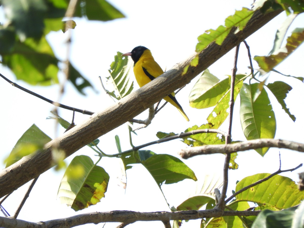 ズグロコウライウグイス - ML652578974