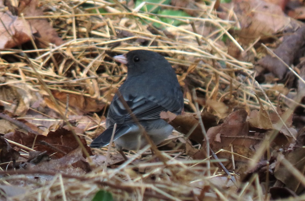 ユキヒメドリ - ML652578976