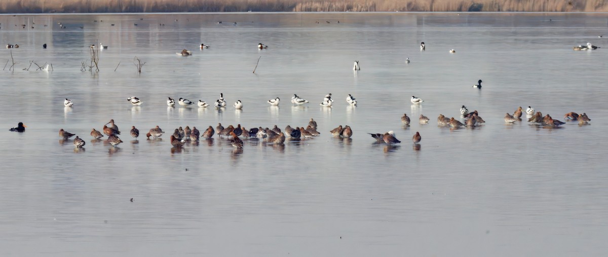 ソリハシセイタカシギ - ML652578977