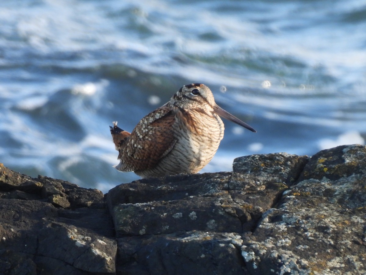 ヤマシギ - ML652578978