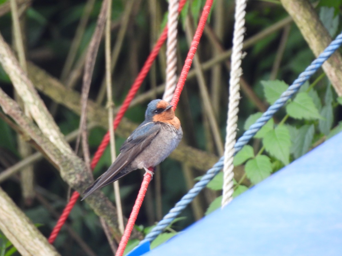 インドツバメ - ML652578979