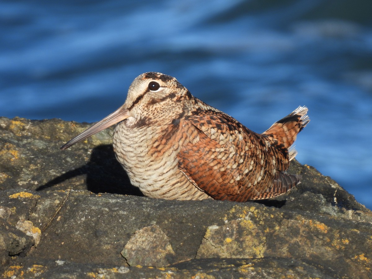 ヤマシギ - ML652578980